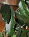 Hoya erythrina 1