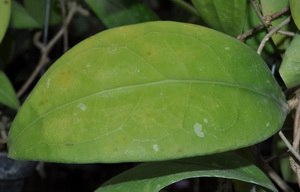 Hoya erythrostemma 2