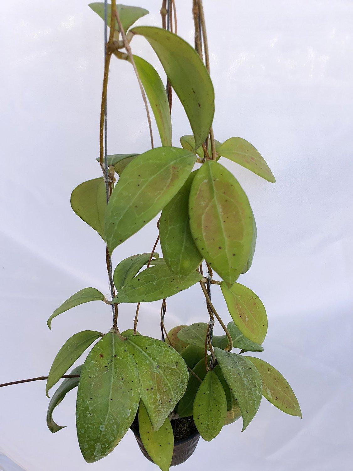 Hoya erythrostemma 1