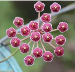 Hoya espaldoniana 3
