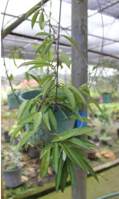 Hoya espaldoniana 1