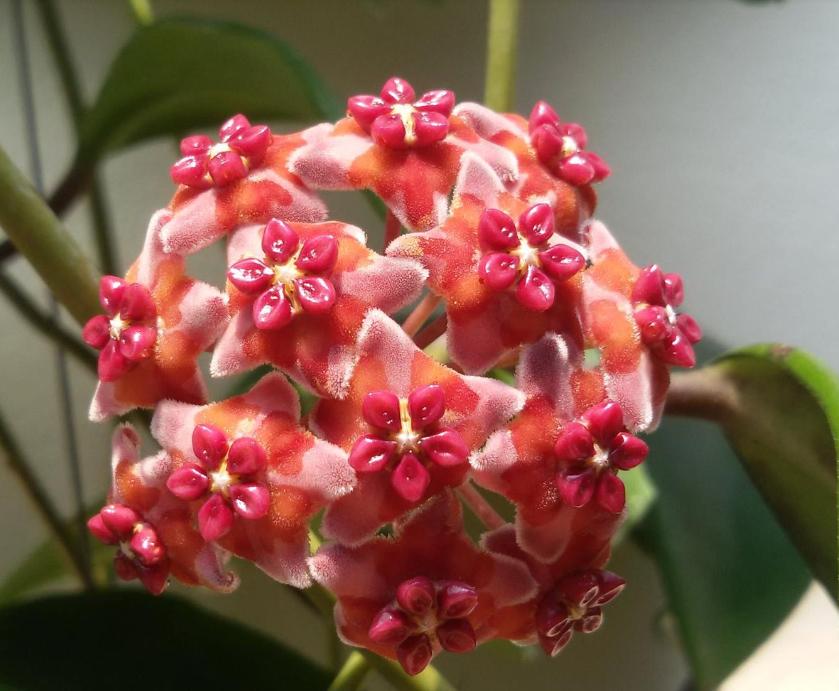 Hoya excavata 2