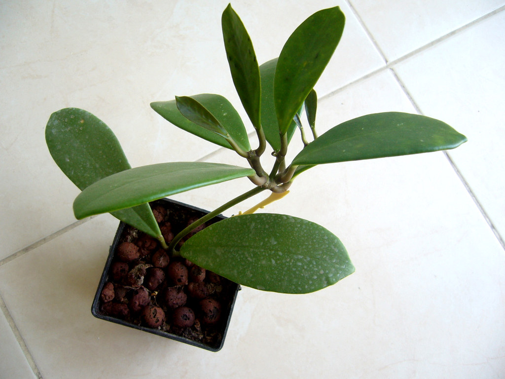 Hoya excavata 1