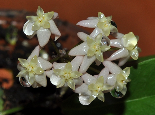 Hoya exilis 3