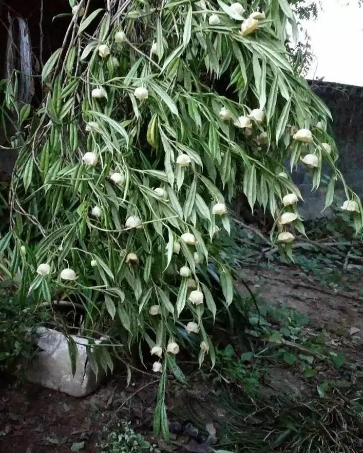 Hoya yingjiangensis 1a