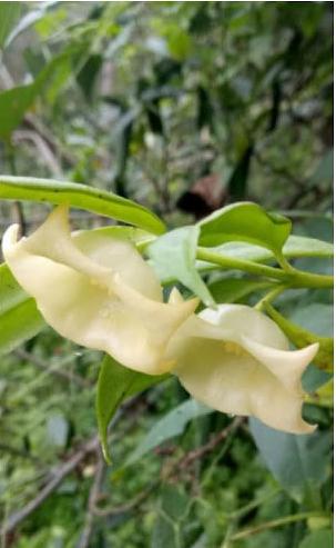 Hoya yingjiangensis 3