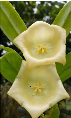 Hoya yingjiangensis 2