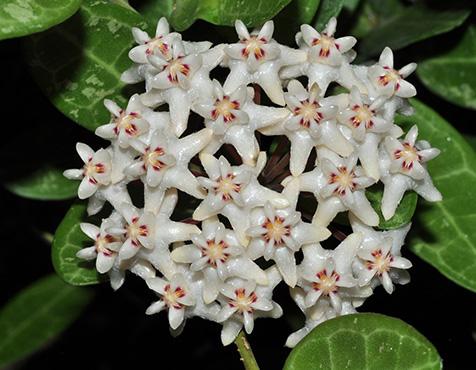 Hoya elliptica 2