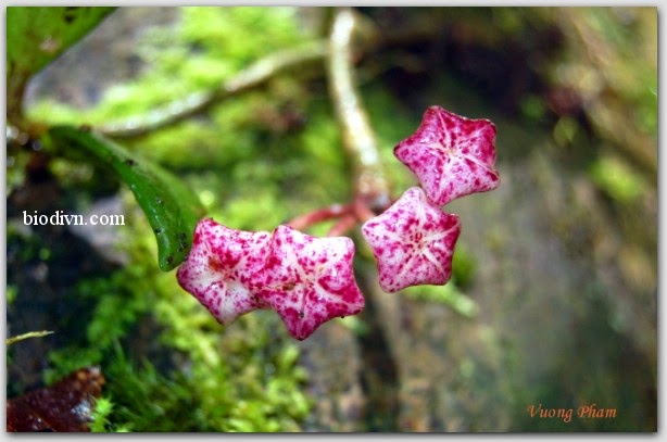 Hoya yuennanensis hand 2