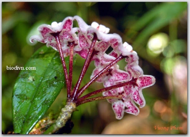 Hoya yuennanensis hand 4