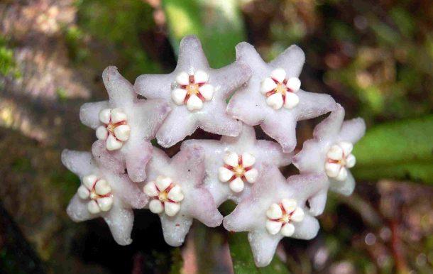Hoya yuennanensis hand 3