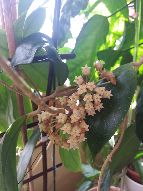 Hoya juannguoana 1