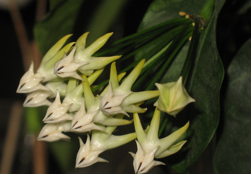 Hoya javanica 1