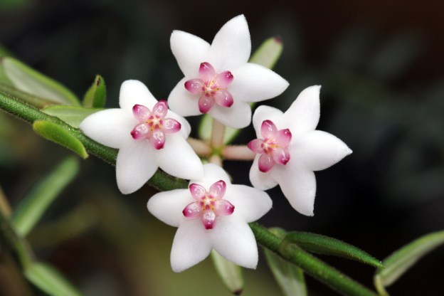 Hoya engleriana 2