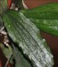 Hoya erythrina 2