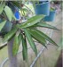 Hoya espaldoniana 2