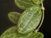 Hoya elliptica 1