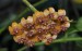 Hoya endauensis 2